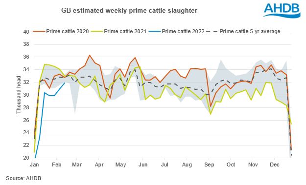 GB prime cattle slaughter 16022022